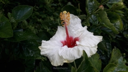 Bunga Sepatu hibrid warna putih semburat merah. Cantik, ya. | Foto: Wahyu Sapta.