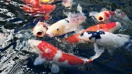Ikan Hias Jenis Koi (Sumber: Uichiro Kasai via Nikkei Asia)