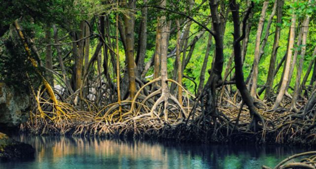 hutan mangrove (lestari-indonesia.org)