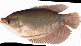 Gambar. Ikan gurame ( Anonymous 2010)