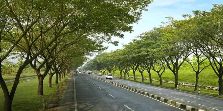 Pohon trembesi pohon peneduh, sumber https://rimbakita.com/pohon-trembesi/