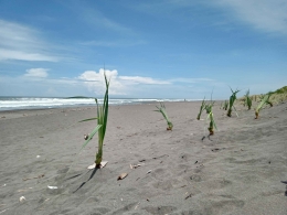 Pantai yang sepi dan pandan laut (foto:ko in)