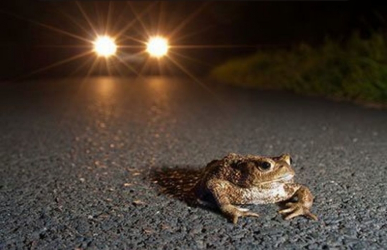 Migrasi katak pada malam hari | foto: Nabu/ JonathanFieber 
