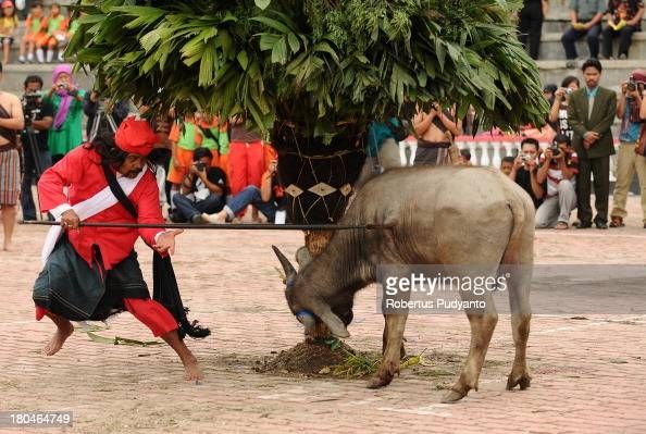Upacara Mangalahat Horbo | gettyimages/Robertus Rudyanto