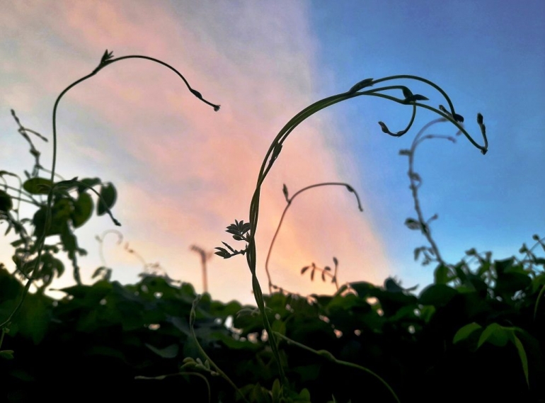 Menikmati sulur tanaman telang menjelang petang | Dokumentasi pribadi