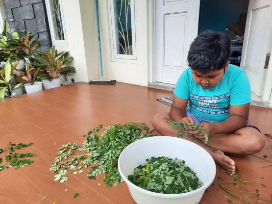 Anak kedua memilah-milah daun kelor hasil panen | Dokumentasi pribadi