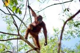 Orangutan (Foto: Dokumentasi Orangutan Journey)