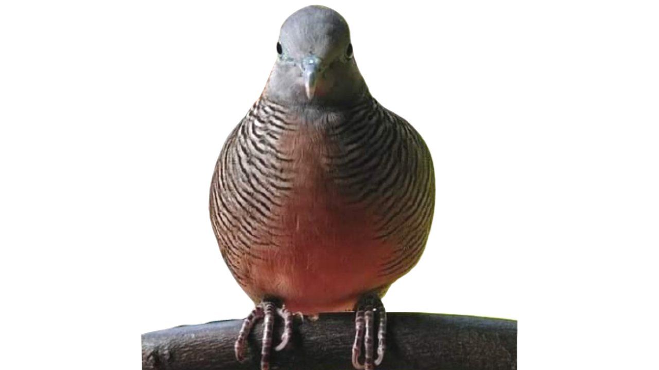 Burung Perkutut Lokal (Foto: hartalangit.com)