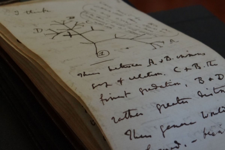Notebook berisi pemikiran Darwin terkait pohon evolusi. Photo: Cambridge University Library.