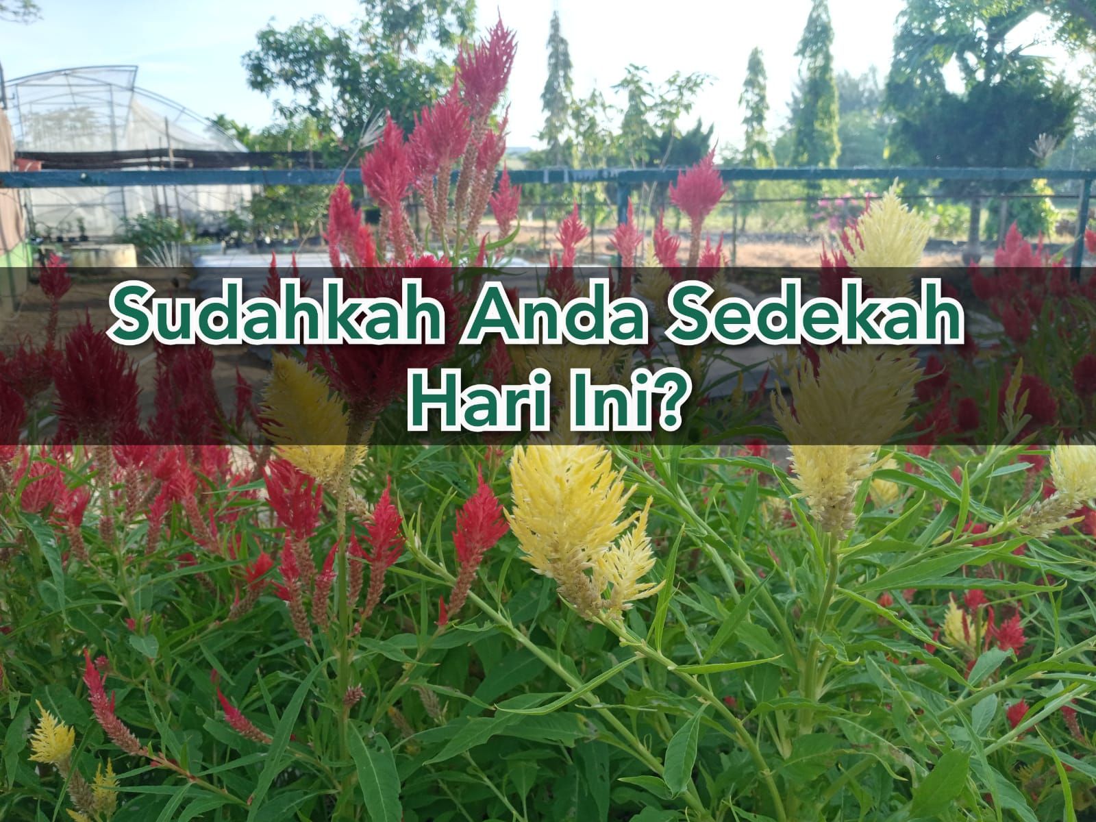 Sudahkah Anda Sedekah Hari Ini? Dokpri