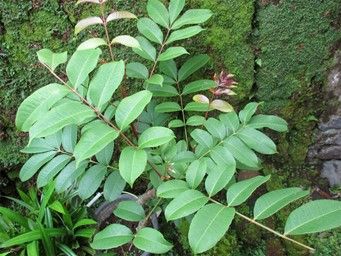 Daun Kecemcem (Foto: budaya-indonesia.org)