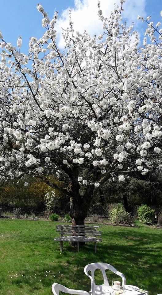 Pohon Ceri sedang berbunga (dokpri)