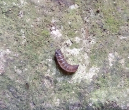 Larva pupu / dokpri