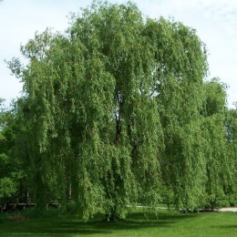 Daun pohon willow pengganti daun palma di Eropa dan Amerika Utara - Bruce Marlin/domain publik