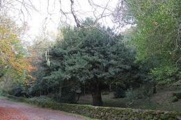 Pohon yew eropa (Taxus baccata) pengganti daun palem Minggu Palma - Gianni Careddu/domain publik