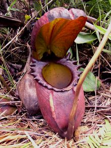 Kantong Semar paling besar (Nepenthes rajah) | foto: wikipedia.org