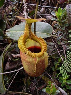 Nepenthes villosa | foto: es.m.wikipedia.org