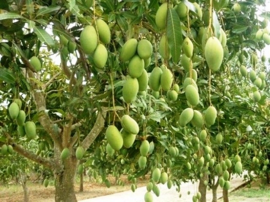 Ilustrasi cerita berupa pohon mangga | Sumber gambar https://panduanbertanam.blogspot.com/