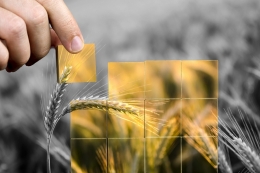 Ilustrasi tanaman gandum yang mengalami kenaikan harga dampak dari perang Rusia-Ukraina.| Sumber: Shutterstock/Gajus via Kompas.com
