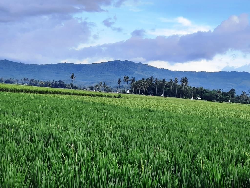 Hamparan persawahan merupakan berkah visual yang menyehatkan pikiran. Dokumentasi pribadi