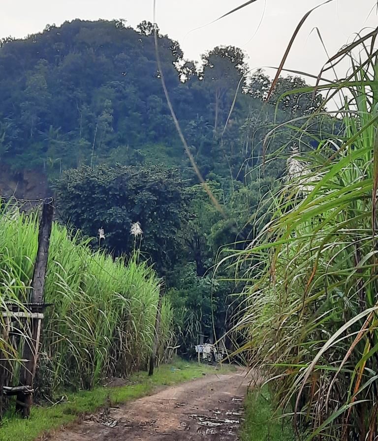 Melewati jalan makadam di tengah lahan tebu. Dokumentasi pribadi