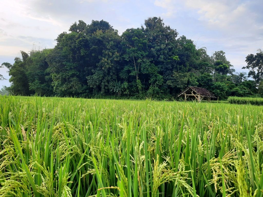 Gubuk di tengah sawah. Dokumentasi pribadi