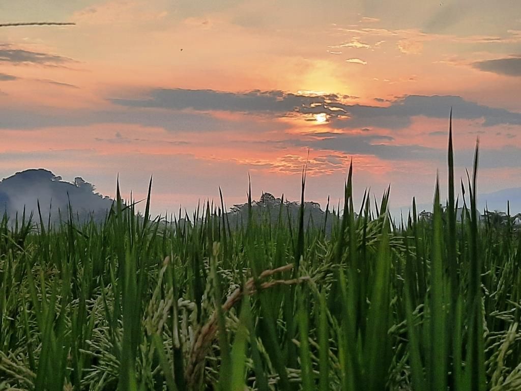 Pemandangan senja di persawahan Jember. Dokumentasi pribadi