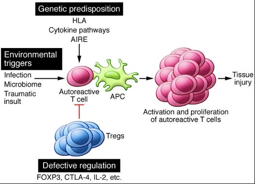 Initiation of autoreactivity caused by genetic predisposition, environmental triggers, and defective regulation. Credit: Rosenblum et al. (2015).