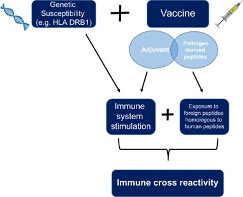 The process leading to immune cross-reactivity and in genetically susceptible individuals after immunizations. Credit: Segal & Shoenfeld (2018).