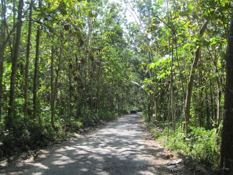 Melewati hutan jati | Dokumen pribadi 