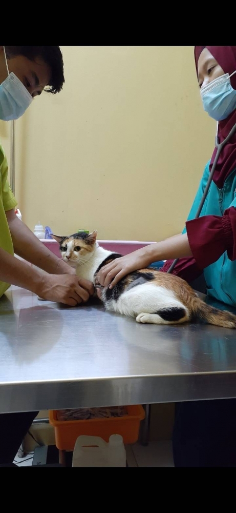 Kucing sedang diperiksa dokter hewan. Foto: Julynka Widya Putri.