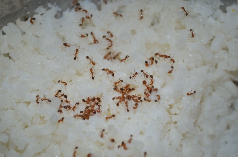 Semut-semut sedang menyantap nasi. Semut bisa dicegah masuk rumah dengan menggunakan bahan-bahan rumahan. (Sumber: Vinay Gupta/Pixabay)