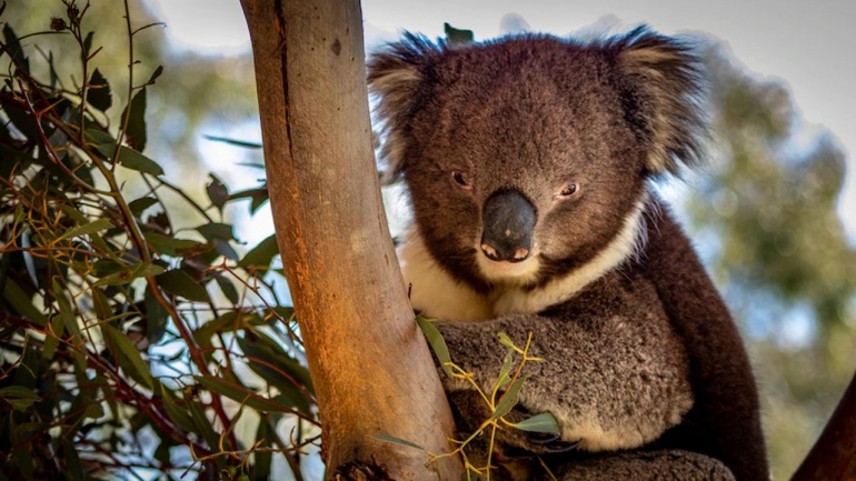 Penurunan populasi koala sangat pengkhawatirkan. Photo:  Kyabram Fauna Park via abc.net.au