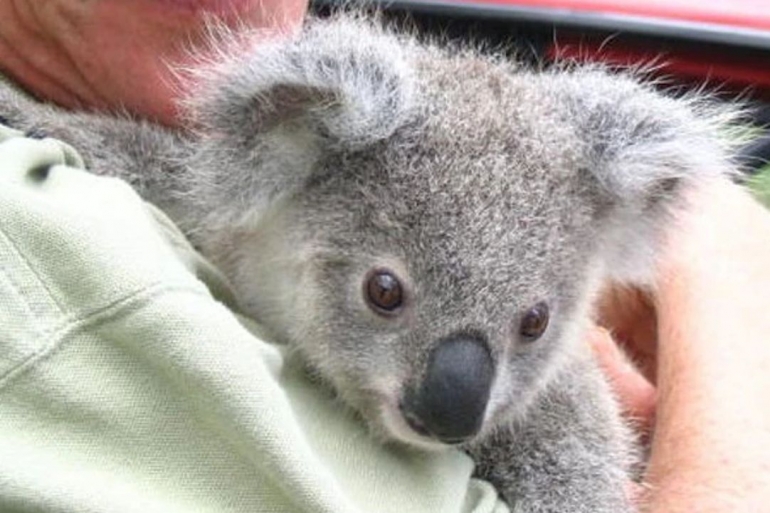 Koala merupakan salah satu satwa liar Australia  yang penuh dengan keunikan. Photo: Keith Smith, AKF 