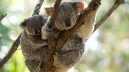 Anak koala di punggung induknya. Photo:  AAP: Dave Hunt 