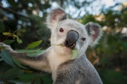 Pakan utama Koala adalah daun eucalyptus. Photo:   WWF Australia: Doug Gimesy 
