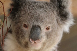 Wajah koala yang imut dan menggemaskan. Photo: Adrienne Francis.