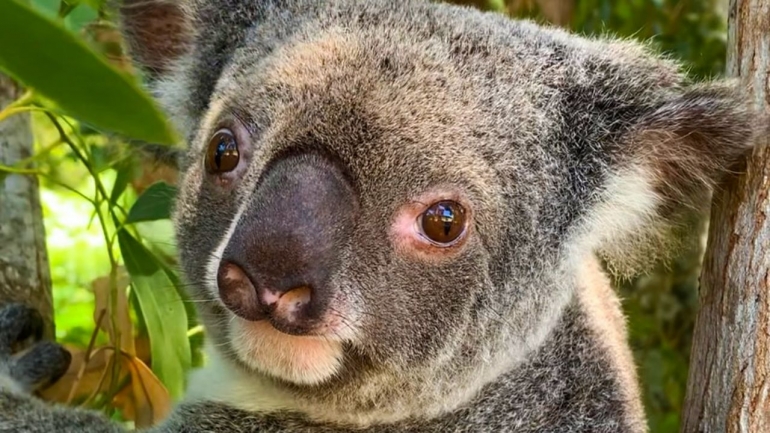 Koala sudah jadi satwa liar ikon Australia. Photo:  Dominic Cansdale  