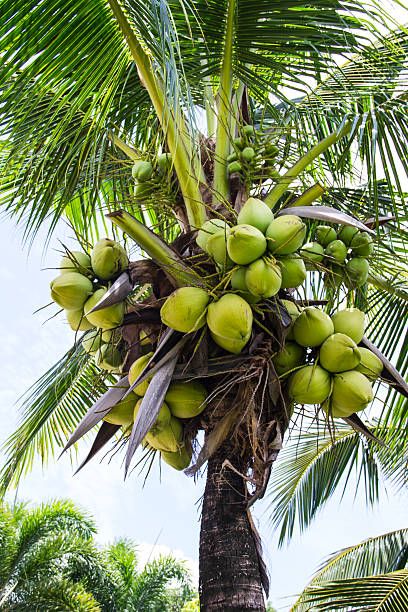 Kelapa muda/istockphoto.com