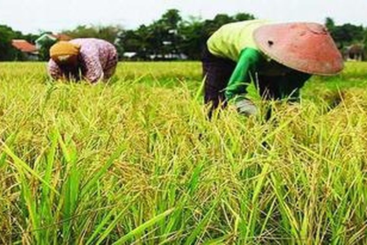Ilustrasi varietas padi yang bisa ditanam petani. Foto by kompas