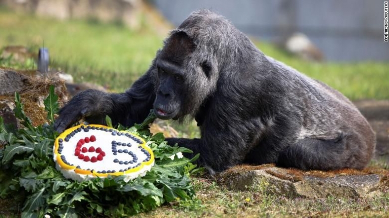 Fatou Gorilla tertua berulang tahun yang ke 65. Photo: CNN.
