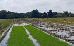 Benih padi Inpari 16 siap dicabut. Foto pribadi