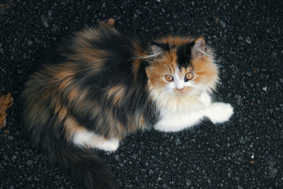 Persian cat (source: Unsplash.com)