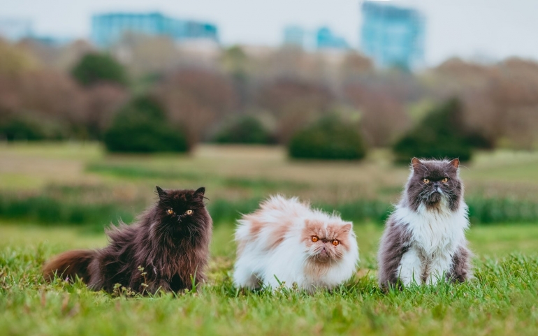 Persian cat (source : Unsplash.com)