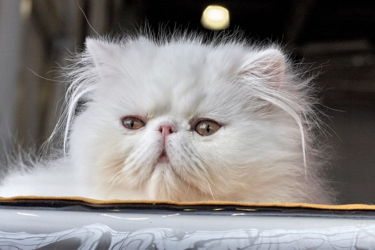Persian cat (Source: unsplash.com)