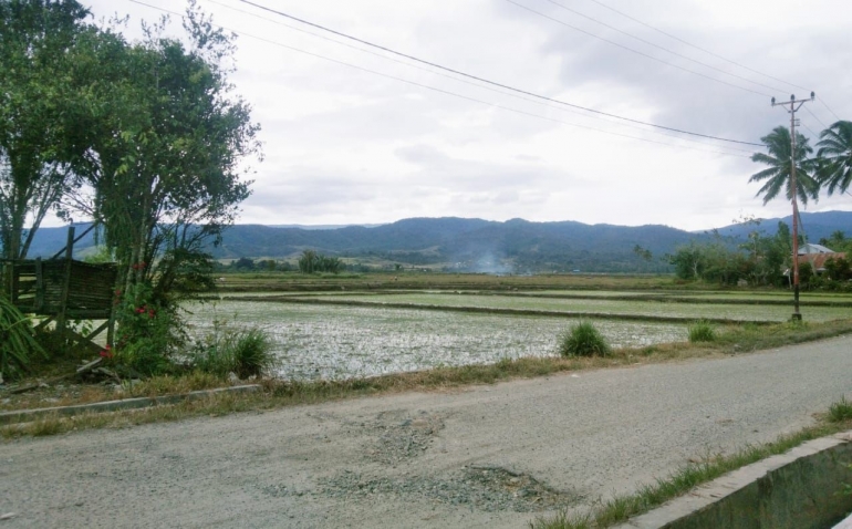 Komoditas pertanian dan infrastruktur jadi bagian isu straetigs Provinsi Sulteng. Foto: Doc Pri