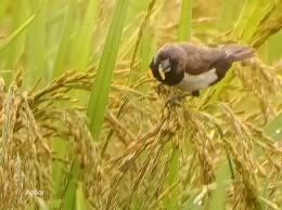 Burung sedang memakan butir padi (Dokpri.)