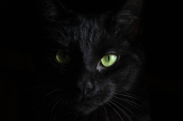 Kucing Hitam (Unsplash.com)