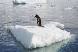 Ilustrasi penguin terjebak di bongkahan es akibat melelehnya gunung es di Kutub Selatan (Sumber: Anna Yung/Flickr.com) 