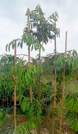 Bibit pohon durian siap tanam/Ist/doc/Heri/ 